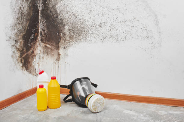 Best Mold Removal Company Near Me  in Rye Brook, NY