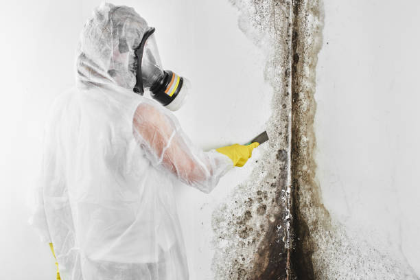 Best Toxic Mold Removal  in Rye Brook, NY