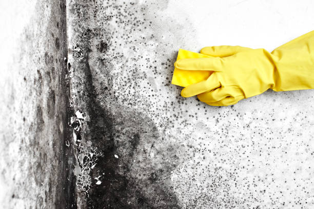 Best Mold Remediation  in Rye Brook, NY