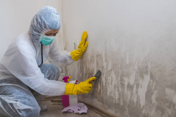 Best Certified Mold Removal  in Rye Brook, NY