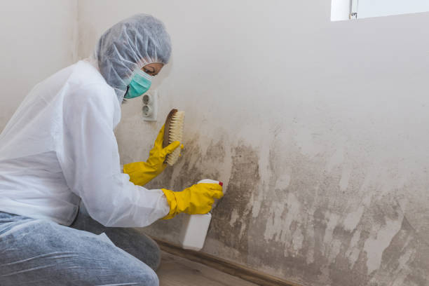 Best Mold Testing and Removal  in Rye Brook, NY