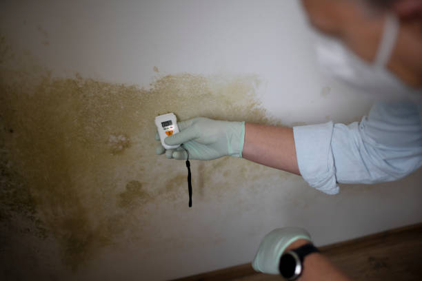 Office Mold Removal Services in Rye Brook, NY