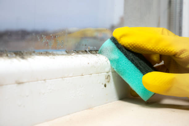 Best Commercial Mold Removal  in Rye Brook, NY