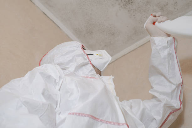 Best Home Mold Removal  in Rye Brook, NY