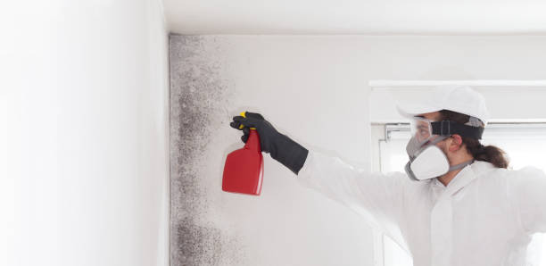 Best Professional Mold Removal  in Rye Brook, NY