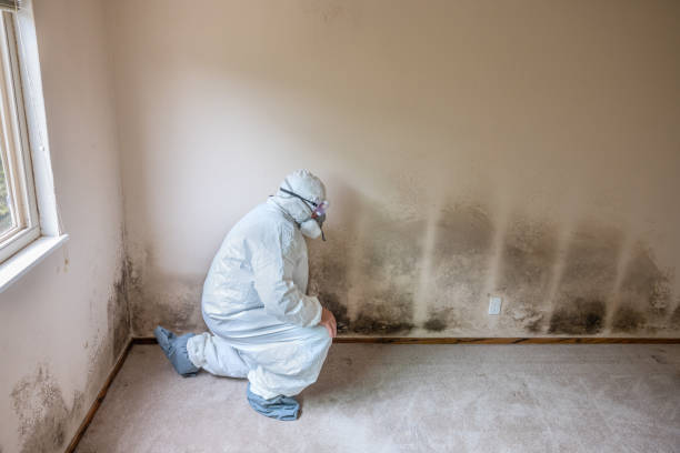 Best Emergency Mold Removal  in Rye Brook, NY