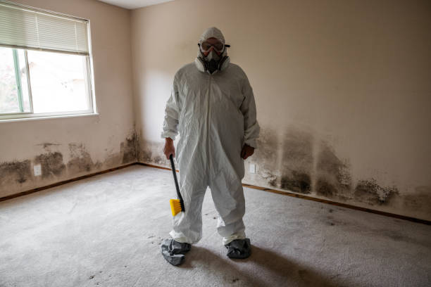 Best Mold Damage Repair  in Rye Brook, NY