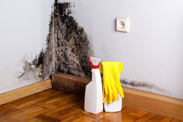 Best Attic Mold Removal  in Rye Brook, NY