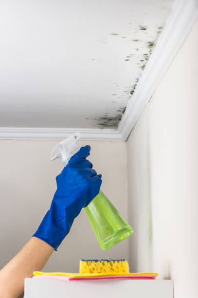 Mold Testing and Removal in Rye Brook, NY