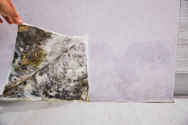 Best Home Mold Removal  in Rye Brook, NY